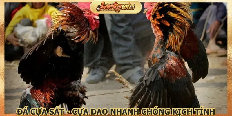 Đá cựa sắt - cựa dao nhanh chóng kịch tính